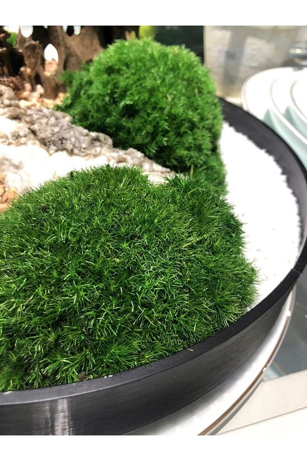 Şoklanmış kadife yosun rabbit moss 50 cm2 - 3