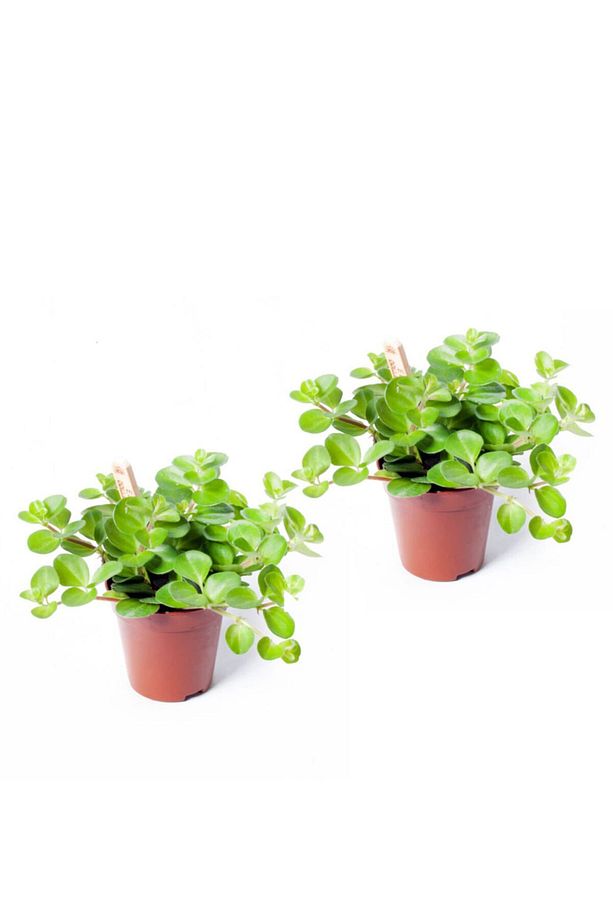 Peperomia Rotundifolia - Set 2 Adet Zümrüt Dalgası Çiçeği Mini - Ev Ofis Salon Iç Mekan Bitkisi - 1
