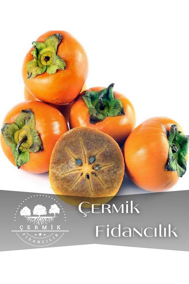 Çikolata Aromalı Trabzon Hurma Fidanı ( Cennet Elması ) - 1