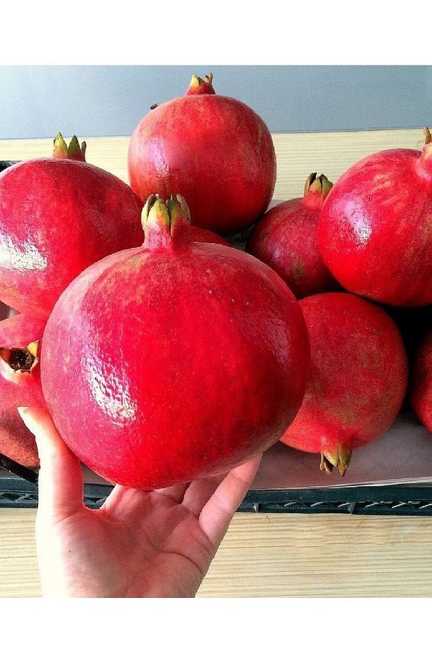 Tüplü Hicaz Nar Fidanı - 5