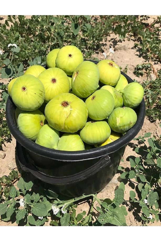 Sarı Lop Incir Fidanı 3 Yaş - 4