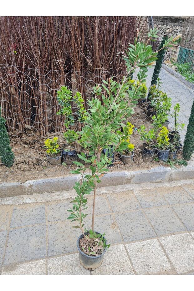 Saksılı Fırça Çalısı Fidanı 3 Yaş ( Callistemon Laevis ) - 6