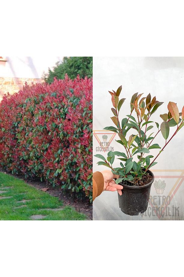 Boylu Alev Çalısı Dış Mekan Çit Bitkisi Photinia Red Robin 30-40 cm - 1