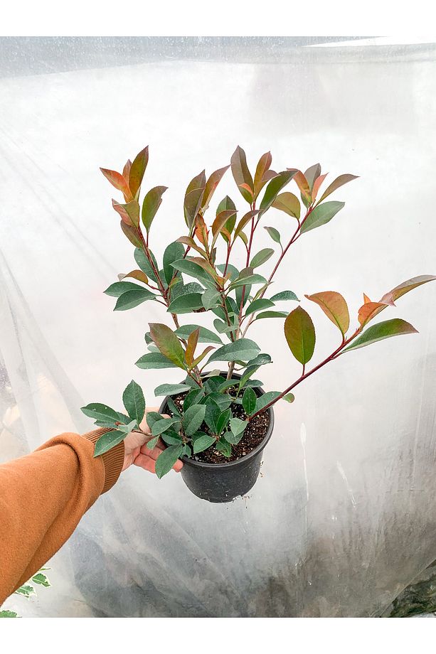 Boylu Alev Çalısı Dış Mekan Çit Bitkisi Photinia Red Robin 30-40 cm - 3
