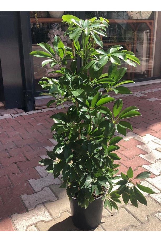 Şeflera Bitkisi 100 Cm Schefflera Bitkisi 5 Parmak Bitkisi Ev Bitkisi Ofis Bitkisi Salon Bitkisi - 1