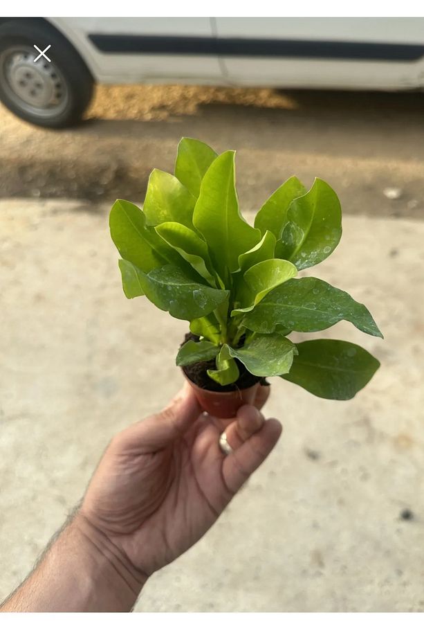 Euphorbia Milii Dikenler Tacı Çiçekli Sarı Kaktüs 1.kalite Özel Ürün - 3