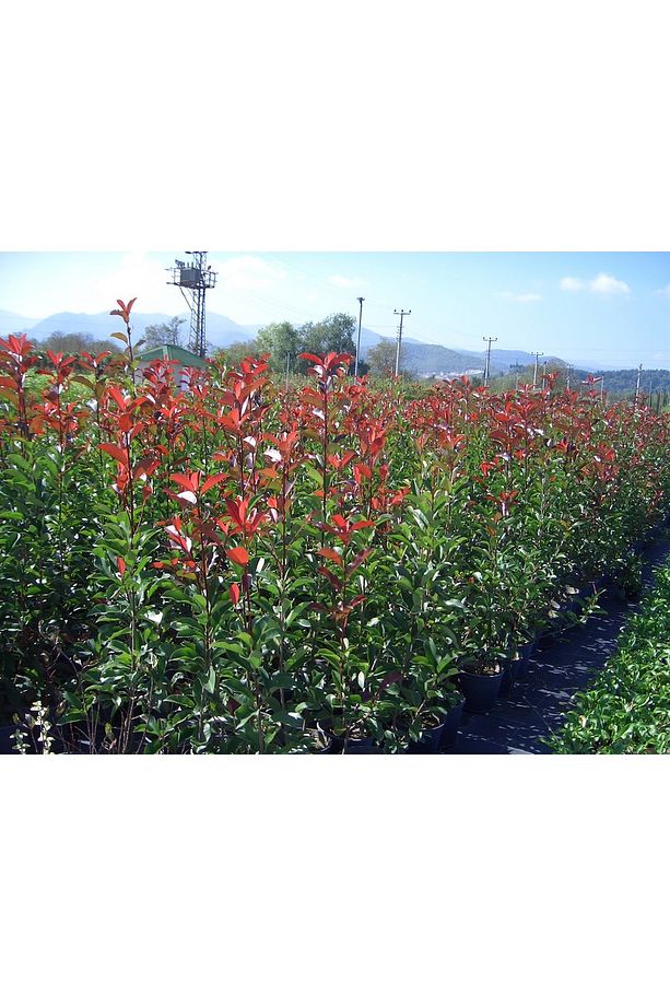 5 adet Alev Çalısı (Photinia Red Robin) 70-100 cm - 2
