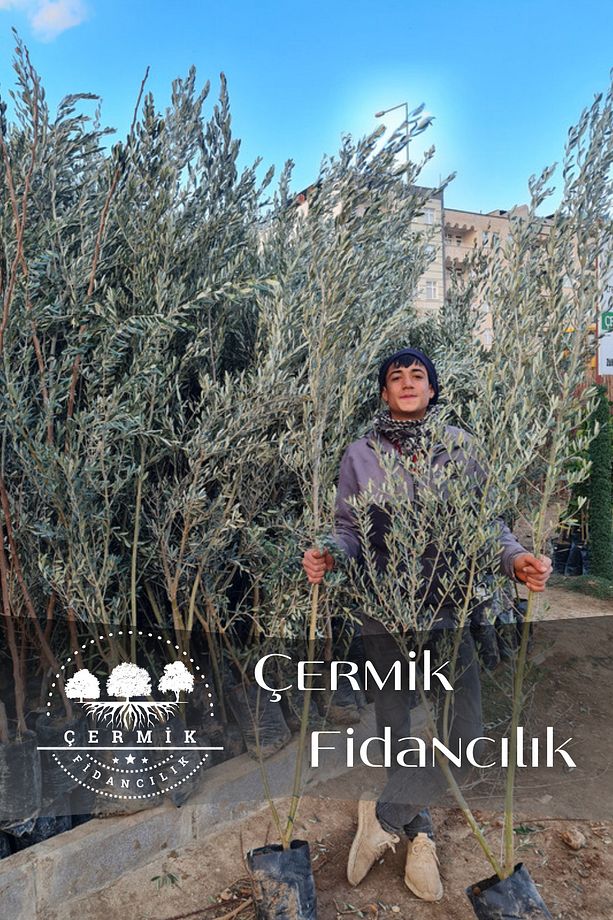 Gemlik Trilye Zeytin Fidanı 5 Yaş 1,5 Metre Boy - 1