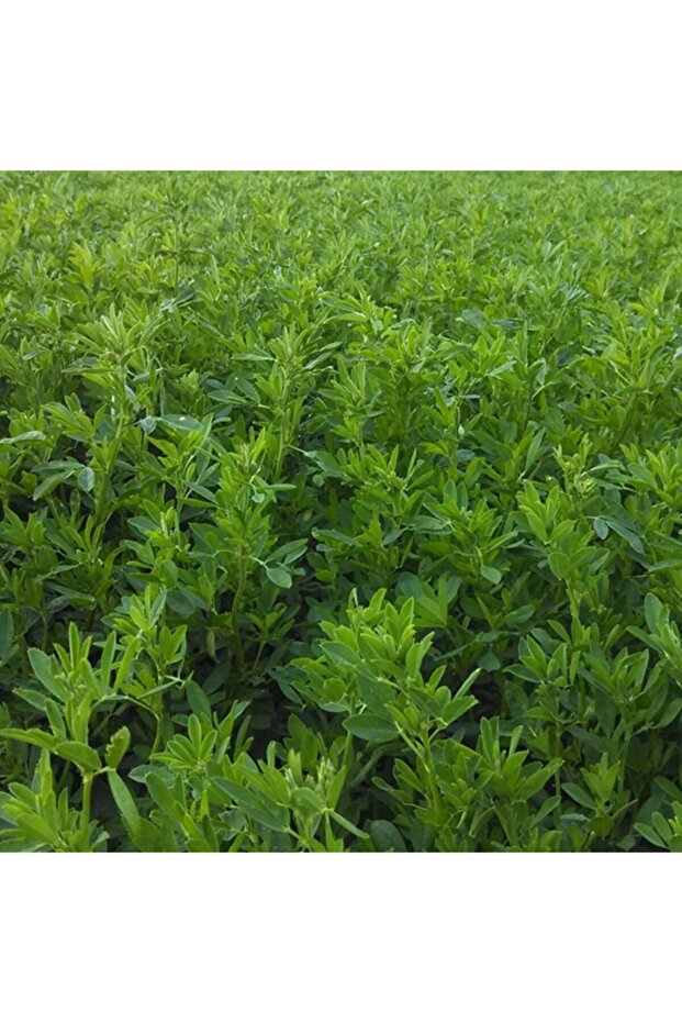 Dökme Yonca Tohumu 1 kg - 1