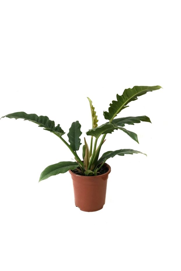 Philodendron 'Narrow Escape'