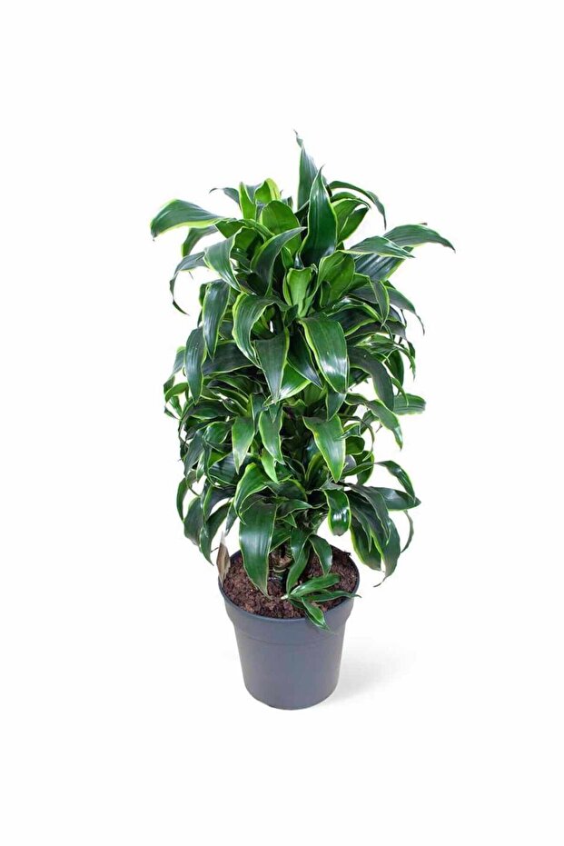 Dracaena - Fragrans Compacta