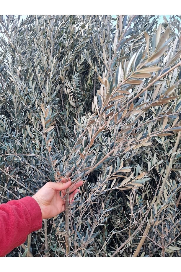 Gemlik Trilye Zeytin Fidanı 5 Yaş 1,5 Metre Boy - 3