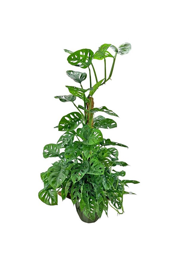 Deve Tabanı - Monstera