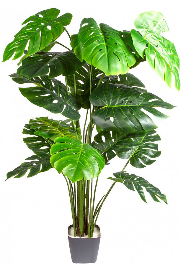 Yapay Monstera - Deve Tabanı Ağacı Gerçek Dokulu 20 Yaprak 165 Cm. - 4