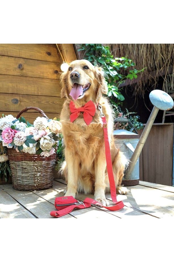 Kırmızı Papyonlu Köpek Tasması ve Gezdirme Kayış Seti - 8