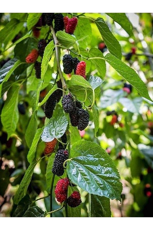 Aşılı Ters Kara Dut Fidanı ( Paraşüt Dut ) 3 Yaş - 5