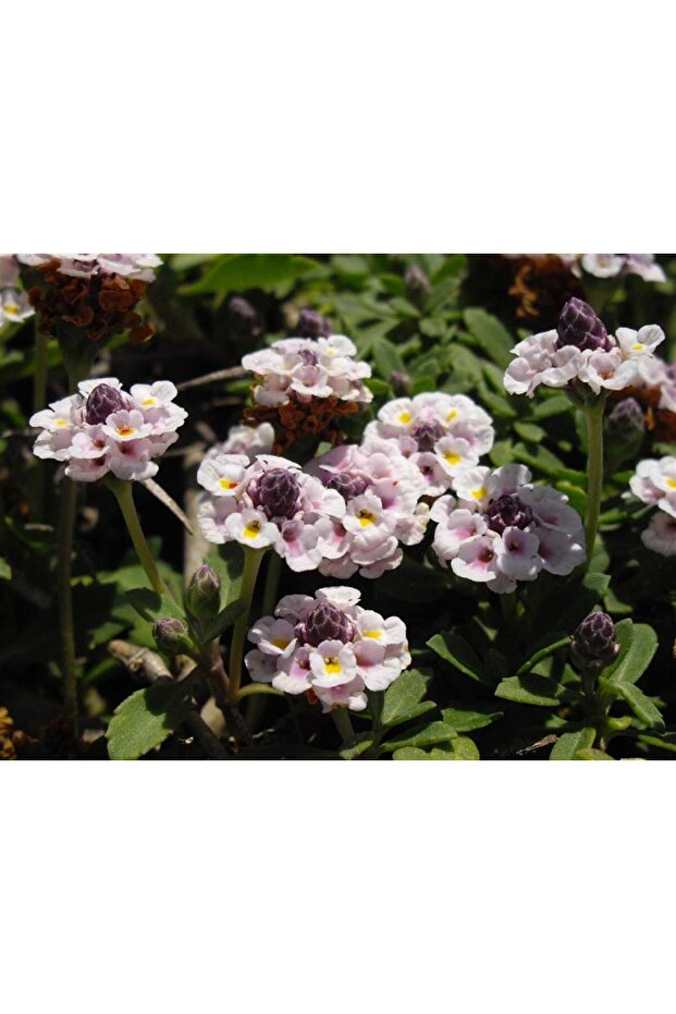 Lippia Repens Libya Çimi - 1