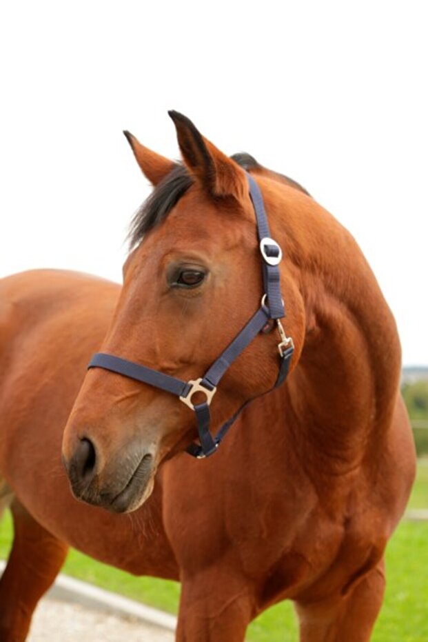 Yular Full Lacivert - 1