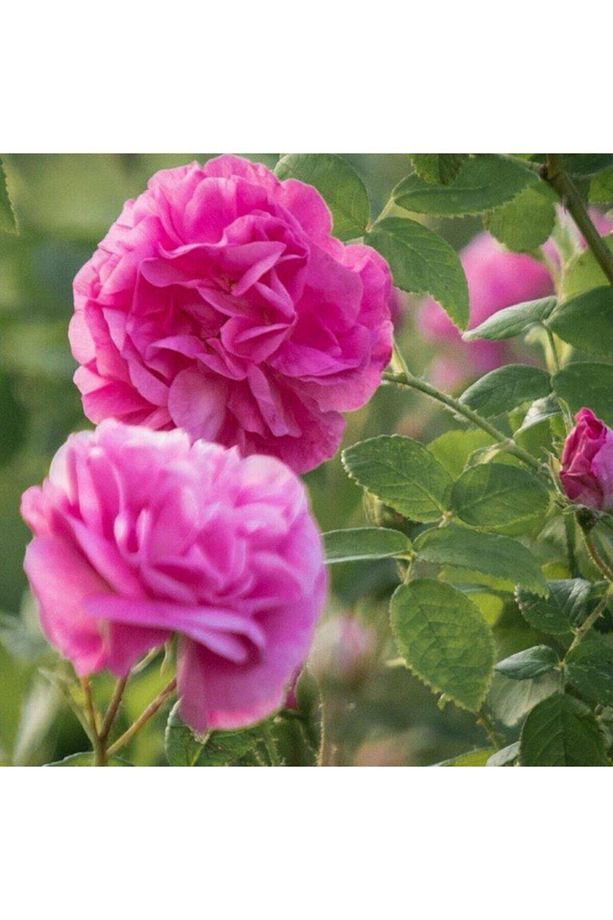Videolu Reçellik Yediveren Isparta Gül Fidanı (30 60 Cm) 1 Adet Tüplü Aşılı Gül Rose İstichous Rose - 1