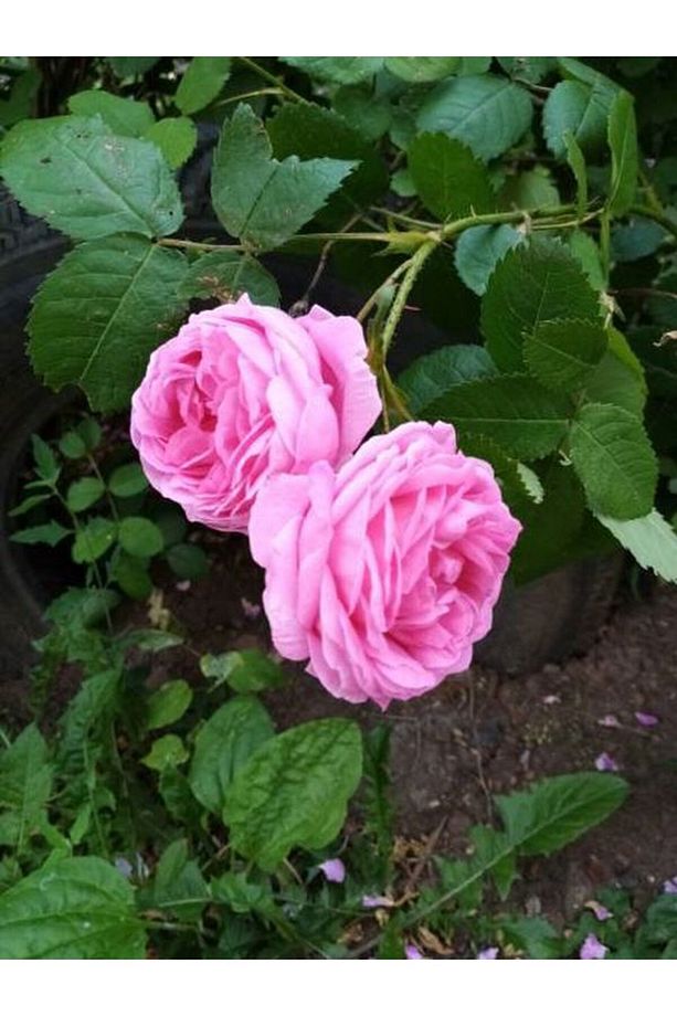 Videolu Reçellik Yediveren Isparta Gül Fidanı (30 60 Cm) 1 Adet Tüplü Aşılı Gül Rose İstichous Rose - 2