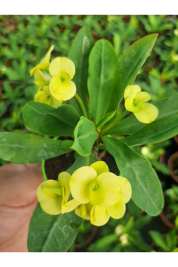 Videolu Sarı Çiçekli Milli Dikenler Tacı (10 45 Cm) Saksılı Canlı Kaktüs Euphorbia - 2
