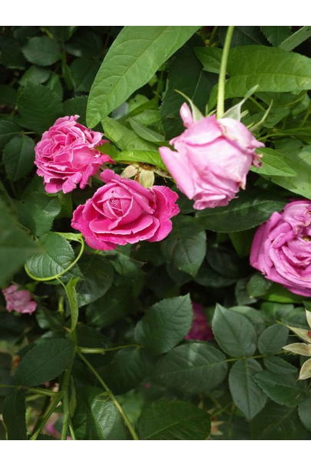 Videolu Reçellik Yediveren Isparta Gül Fidanı (30 60 Cm) 1 Adet Tüplü Aşılı Gül Rose İstichous Rose - 4