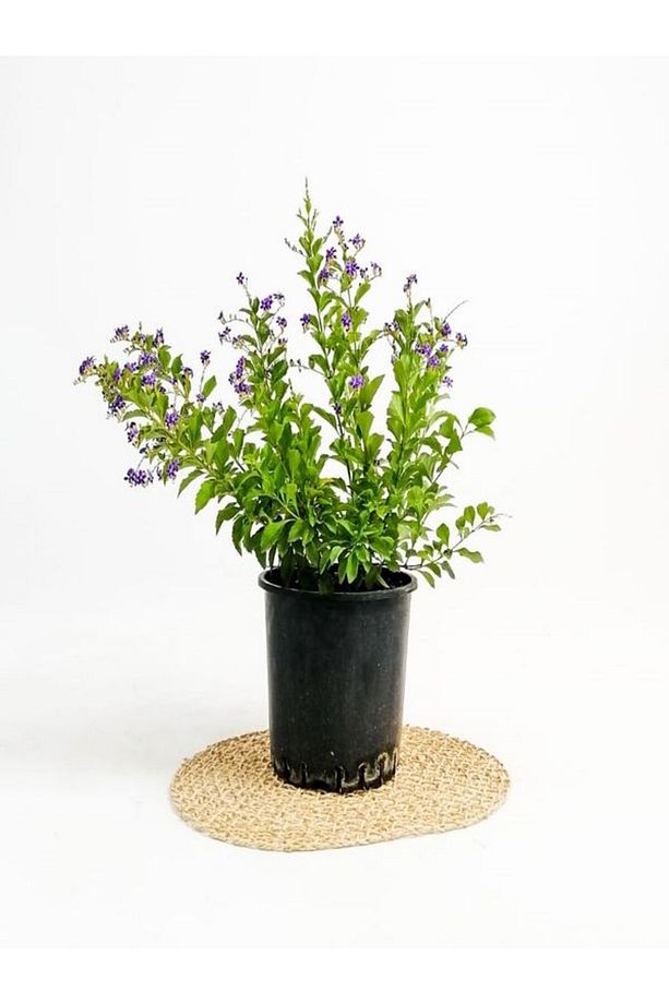 Videolu 1 Adet Ağaç Menekşesi Fidanı Saksılı 65-125cm (JAPANESE TREE LİLAC) - 4