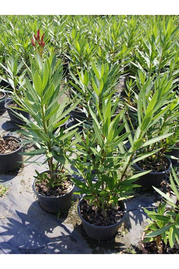Videolu Pembe Zakkum Çiçeği 1 Adet Saksılı/ Tüplü 30-60 Cm ( Pink Oleander) - 4