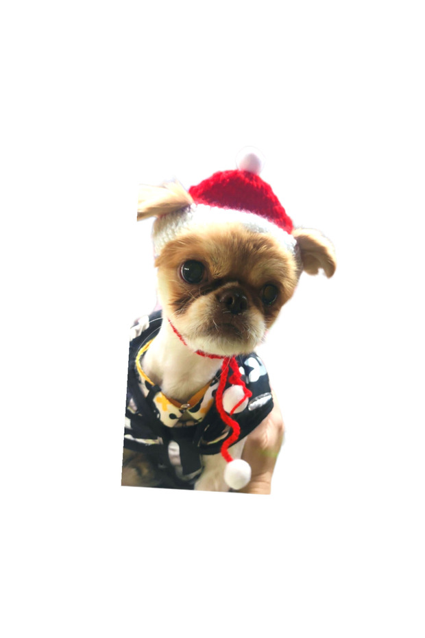 Cat New Year Hat Accessory - 2