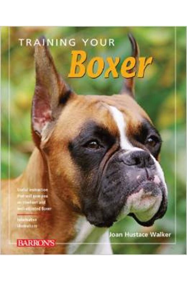 Train Your Boxer - 1
