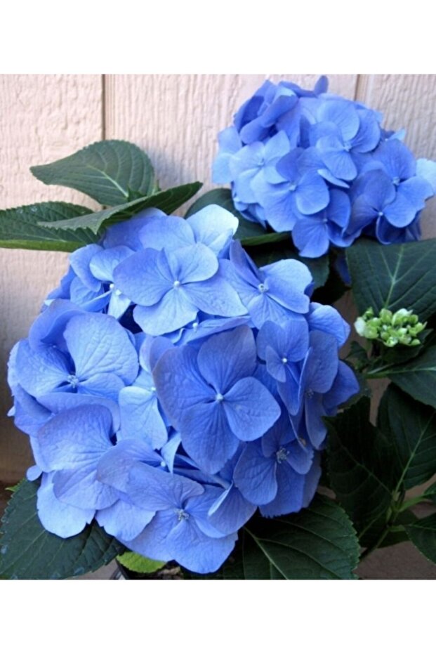 2 Adet Açık Kök Mavi Ortanca Fidanı 35-40 Cm 1 Yaşında - 1