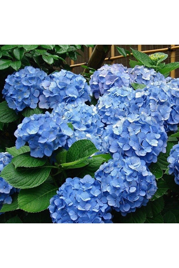 2 Adet Açık Kök Mavi Ortanca Fidanı 35-40 Cm 1 Yaşında - 2