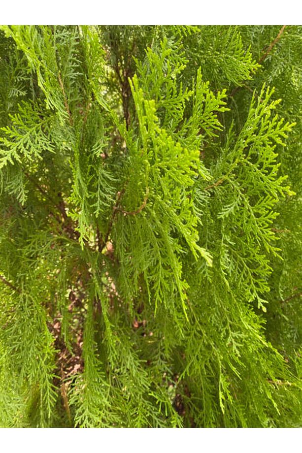 Videolu Mis Kokulu 1 Adet Limon Çamı Servi Fidanı 50-70cm Saksılı\tüplü (LEMON CYPRESS SAPLİNG) - 1