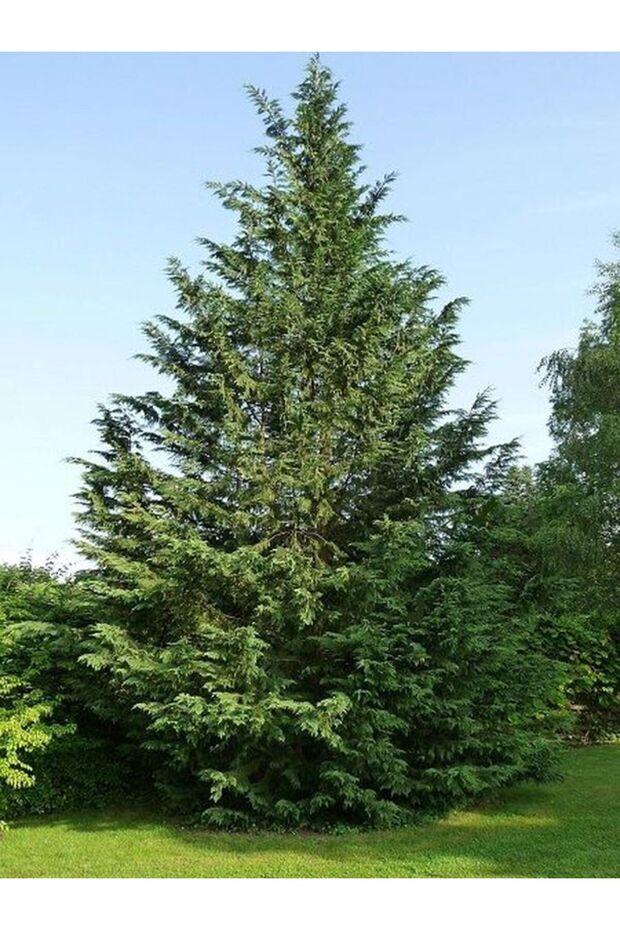 Videolu Hoş Kokulu 20 Adet Leylandi Fidanı 15-25cm Tüplü (LEYLAND SAPLİNG) - 4