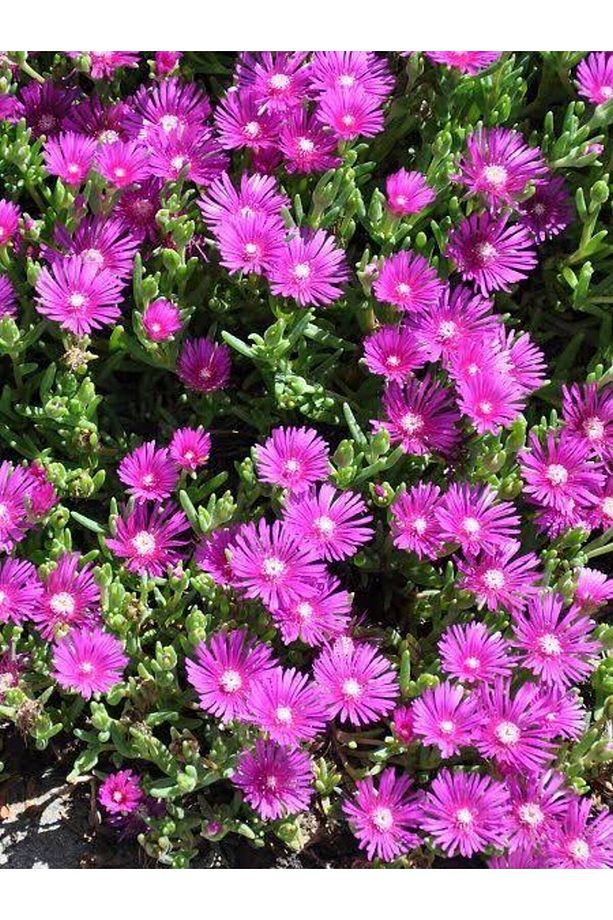Videolu Acem Halısı Bitkisi 10 Adet Mor Çiçek Açan 10-20 Cm Tüplü Çiçekli Bodur Persian Shield - 1