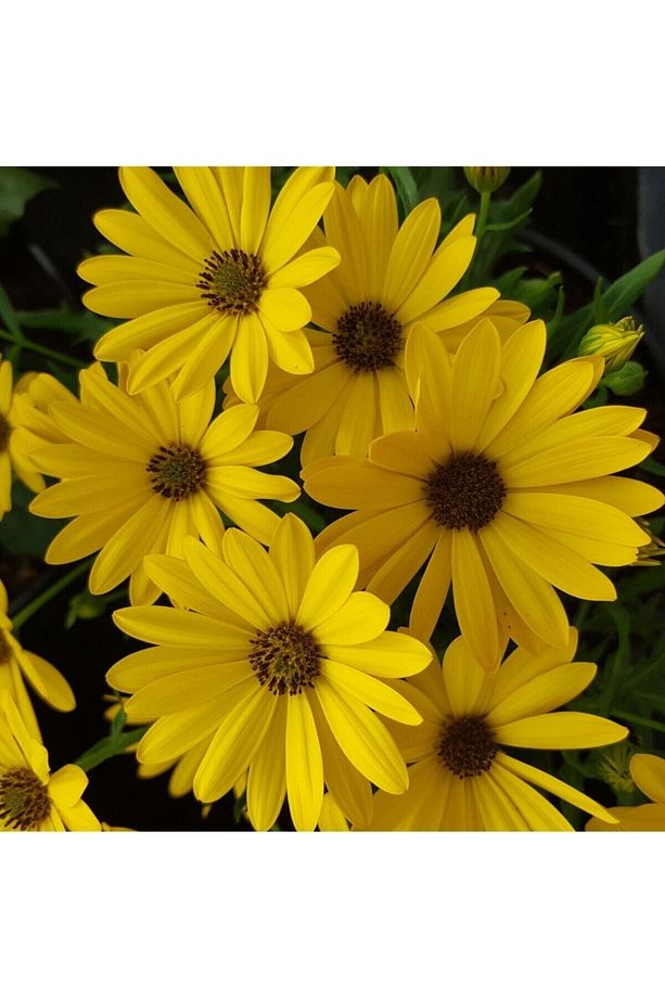 Videolu Sarı Bodrum Papatyası Çiçeği 1 Adet Saksılı 20- 40 Cm (DİMORPHOTHECA ECKLONİS) - 2