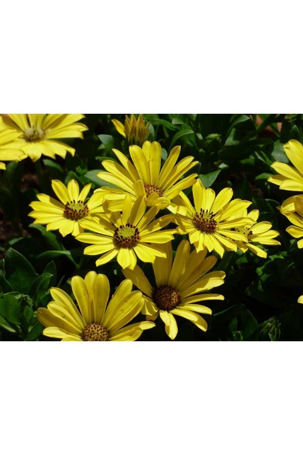 Videolu Sarı Bodrum Papatyası Çiçeği 1 Adet Saksılı 20- 40 Cm (DİMORPHOTHECA ECKLONİS) - 5