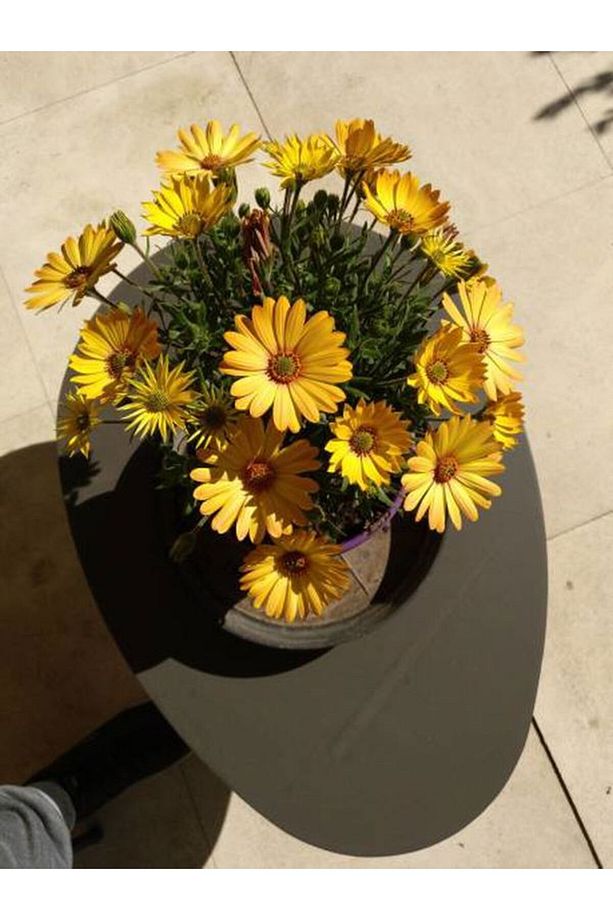 Videolu Sarı Bodrum Papatyası Çiçeği 1 Adet Saksılı 20- 40 Cm (DİMORPHOTHECA ECKLONİS) - 1