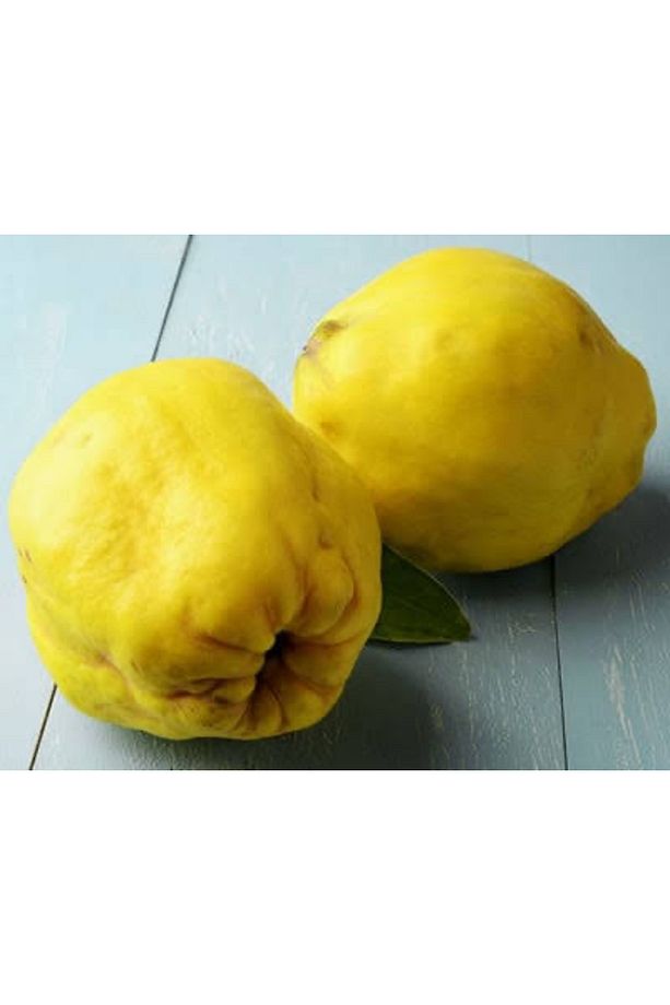Ayva Fidanı- Ekmek Ayvası- Aşılı - Tüplü - 1