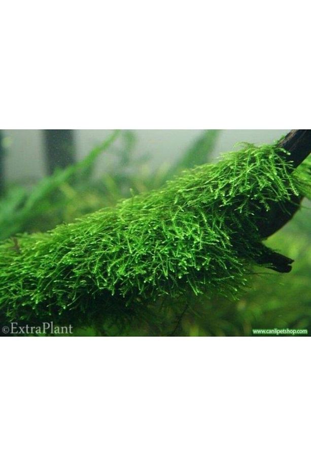 Moss "mango Köküne Sarılı Java Moss" - 1
