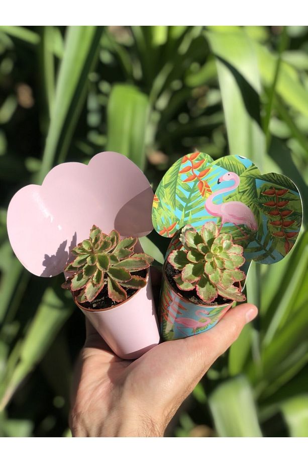 Hediyelik Pembe Ve Flamingo Kaplı 20 Adet Sukulent - 1