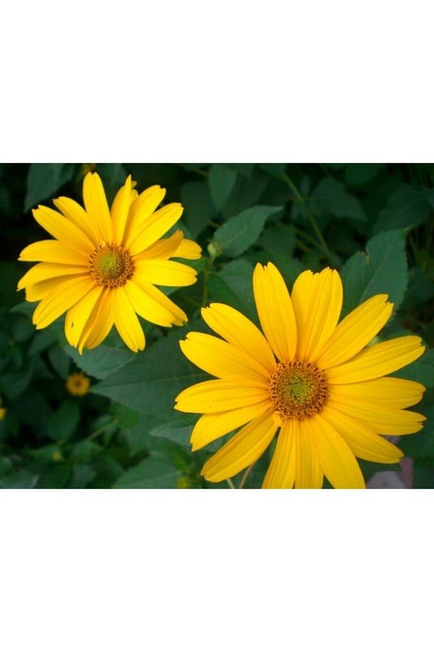 Videolu Sarı Bodrum Papatyası Çiçeği 1 Adet Saksılı 20- 40 Cm (DİMORPHOTHECA ECKLONİS) - 3