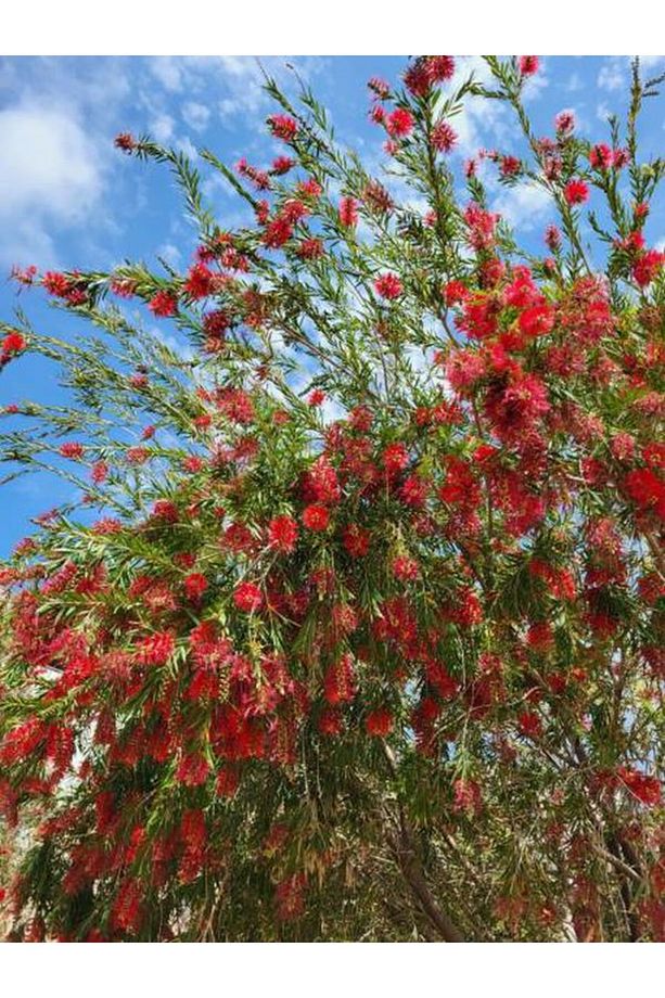 Videolu Canlı Kırmızı 1 Adet Fırça Çalısı Çiçeği Fidanı 60-80cm Saksılı (BOTTLEBRUSH) - 5