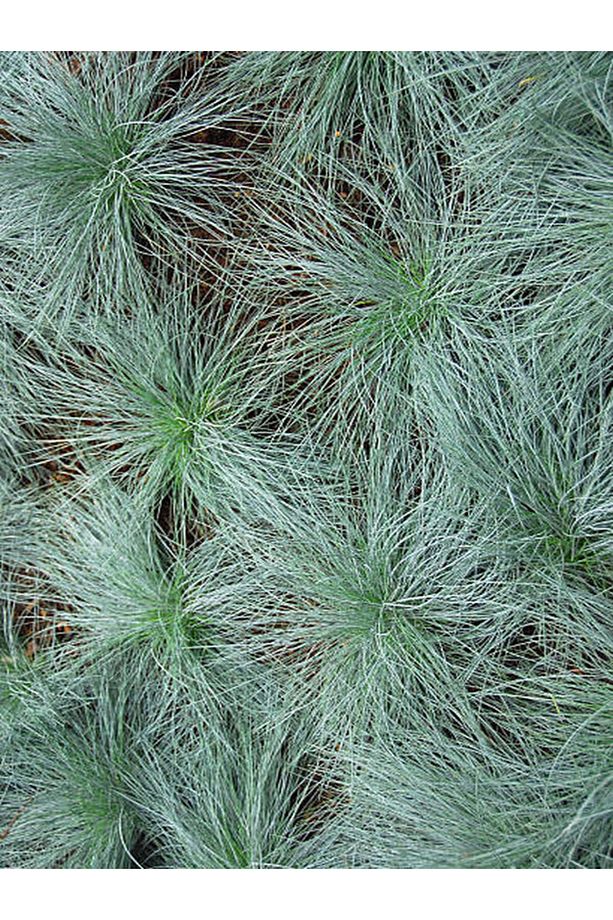 Videolu Mavi Osmanlı Çimi Fidanı 3 Adet Saksılı 20-40 Cm Bahçe Bitkisi (FESTUCA GLAUCA) - 4