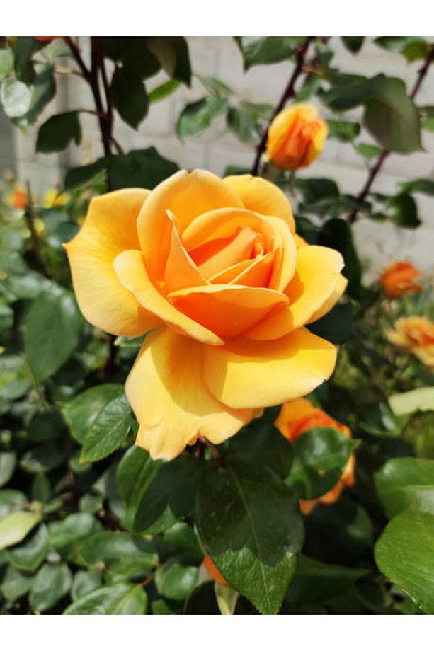 Videolu Sarı Renkli 1 Adet Bulgar Gülü Çiçeği Fidanı 30-60cm Saksılı (BULGARİAN ROSE SAPLİNG) - 5