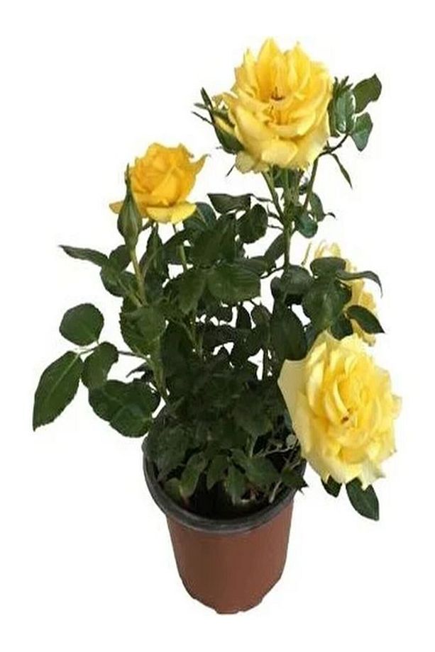 Videolu Sarı Renkli 1 Adet Bulgar Gülü Çiçeği Fidanı 30-60cm Saksılı (BULGARİAN ROSE SAPLİNG) - 3