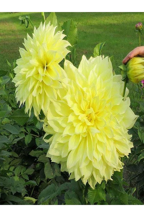 Videolu Canlı Sarı 1 Adet Yıldız Çiçeği Fidesi 20-30cm Saksılı (ORNİTHOGALUM) - 1