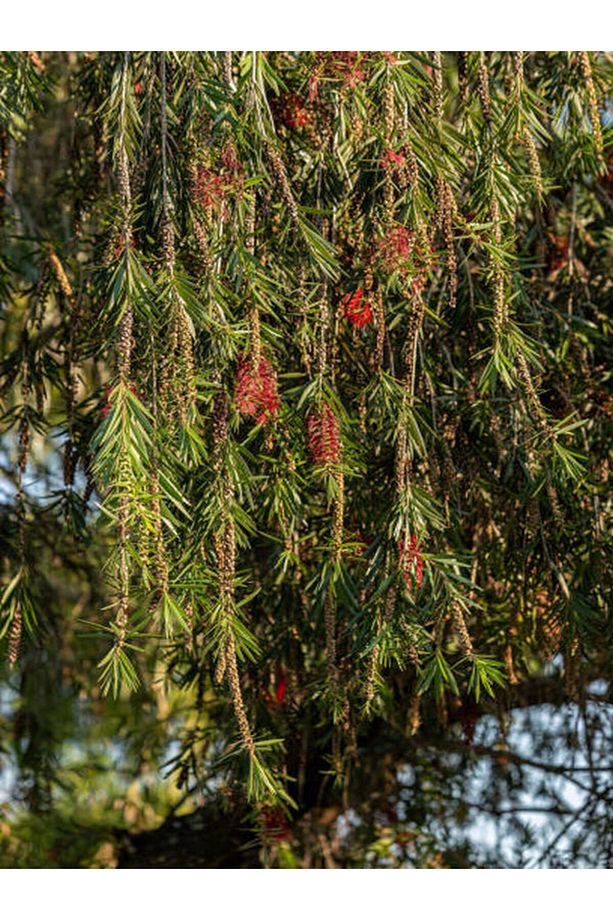 Videolu Canlı Kırmızı 1 Adet Fırça Çalısı Çiçeği Fidanı 60-80cm Saksılı (BOTTLEBRUSH) - 6