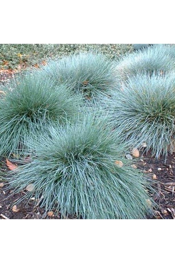 Videolu Mavi Osmanlı Çimi Fidanı 3 Adet Saksılı 20-40 Cm Bahçe Bitkisi (FESTUCA GLAUCA) - 5