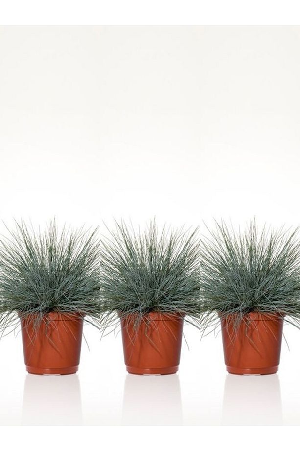 Videolu Mavi Osmanlı Çimi Fidanı 3 Adet Saksılı 20-40 Cm Bahçe Bitkisi (FESTUCA GLAUCA) - 1